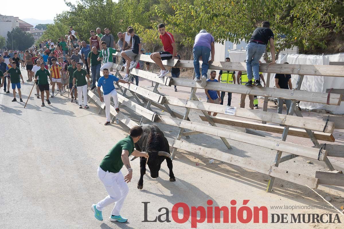 Quinto encierro de la Feria Taurina del Arroz en Calasparra