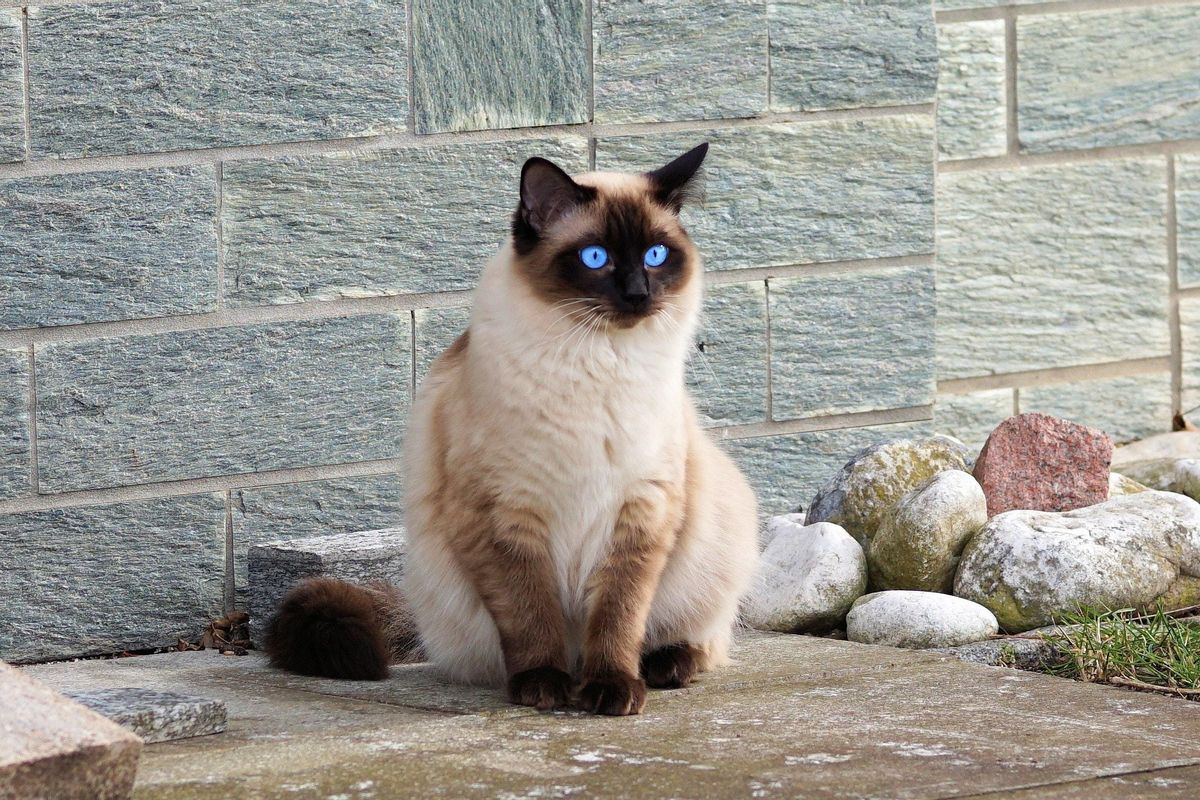 Estas son las razas de gato más agresivas: gato siames.