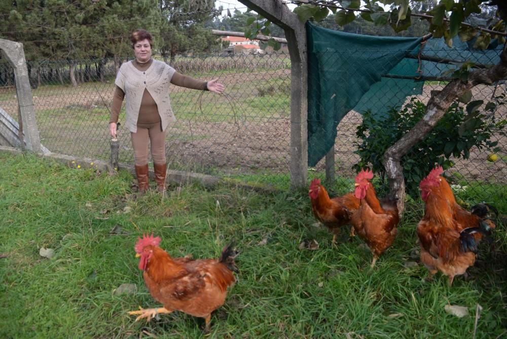 Los gallos de Meis vuelan a Madrid