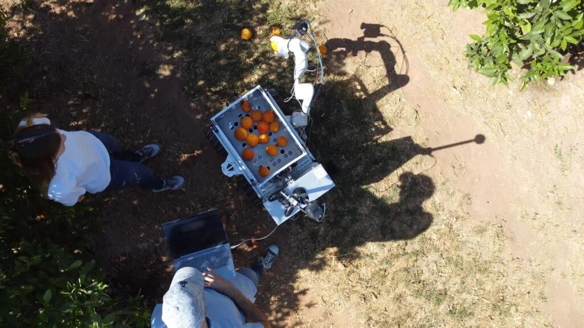 El dron escanea las frutas desde el aire para detectar su grado de maduración.