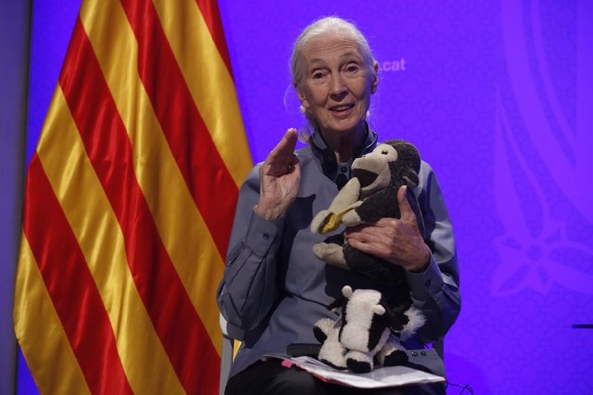 Jane Goodall, Premi Internacional de Catalunya, a la Generalitat.