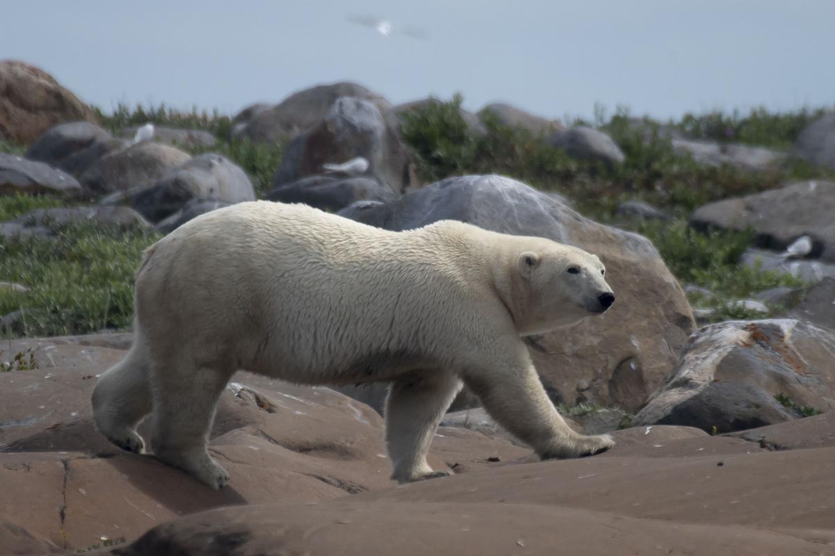 Así viven los osos polares en Hudson Bay, cerca de Churchill (Canadá).