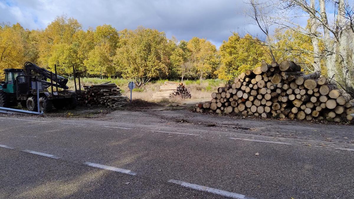 Troncos de álamos talados apilados junto a una carretera.
