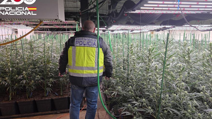 Un agent a dins de la plantació