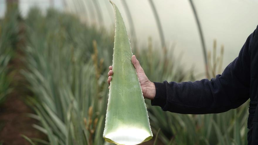 Las enfermedades y problemas en la piel que puedes evitar con el aloe vera