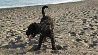 Estas son las playas de Málaga adaptadas para perros