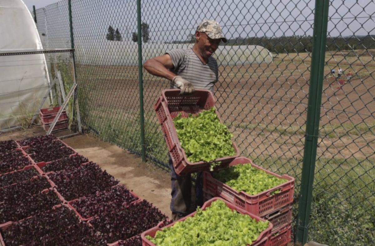 La tierra de las 17.000 lechugas semanales