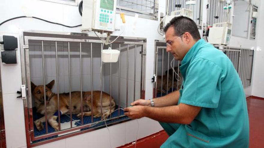José Ignacio Álvaro administra suero a un perro ingresado en el hospital para que no se deshidrate
