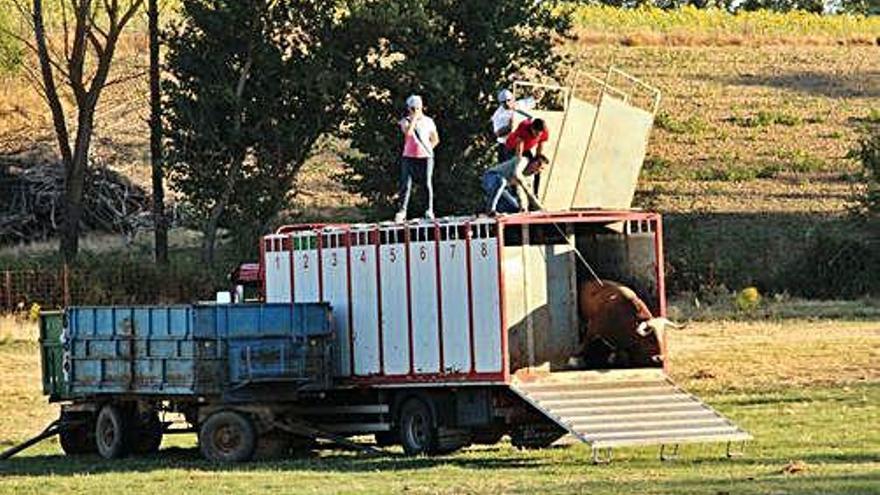 Suelta de un toro en Villamor de los Escuderos.