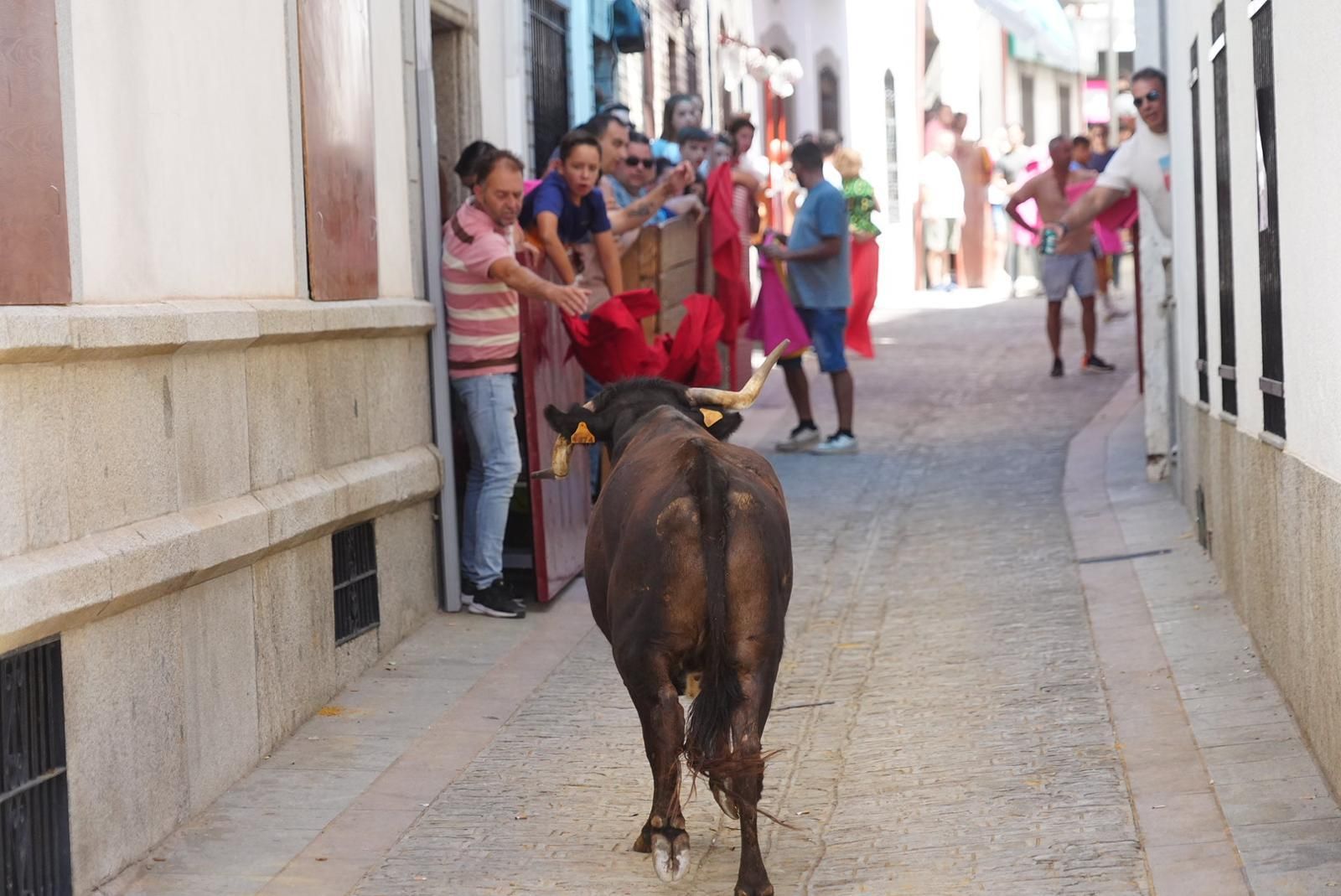 Gran ambiente, numeroso público y emoción en los encierros taurinos de El Viso