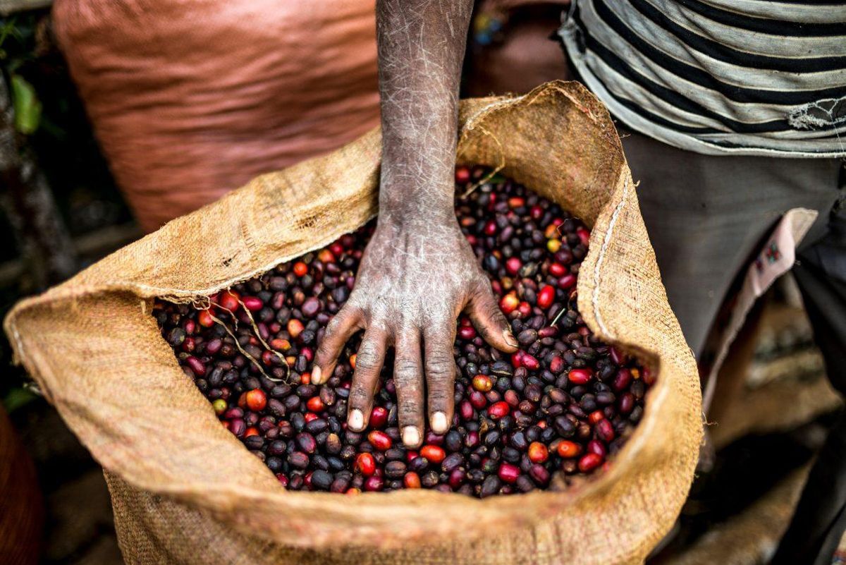El cambio climático amenaza el futuro del café silvestre.
