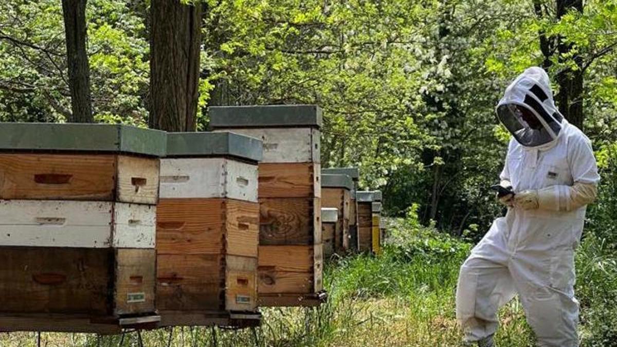Un apicultor utilitzant l'aplicació  Data de publicació: dimecres 24 de maig del 2023, 11:14  Localització: Santa Coloma de Farners   Autor: Cedida per la UdG