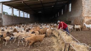 El Marroc es reuneix per celebrar l'Eid amb l’absència del seu principal protagonista: el xai