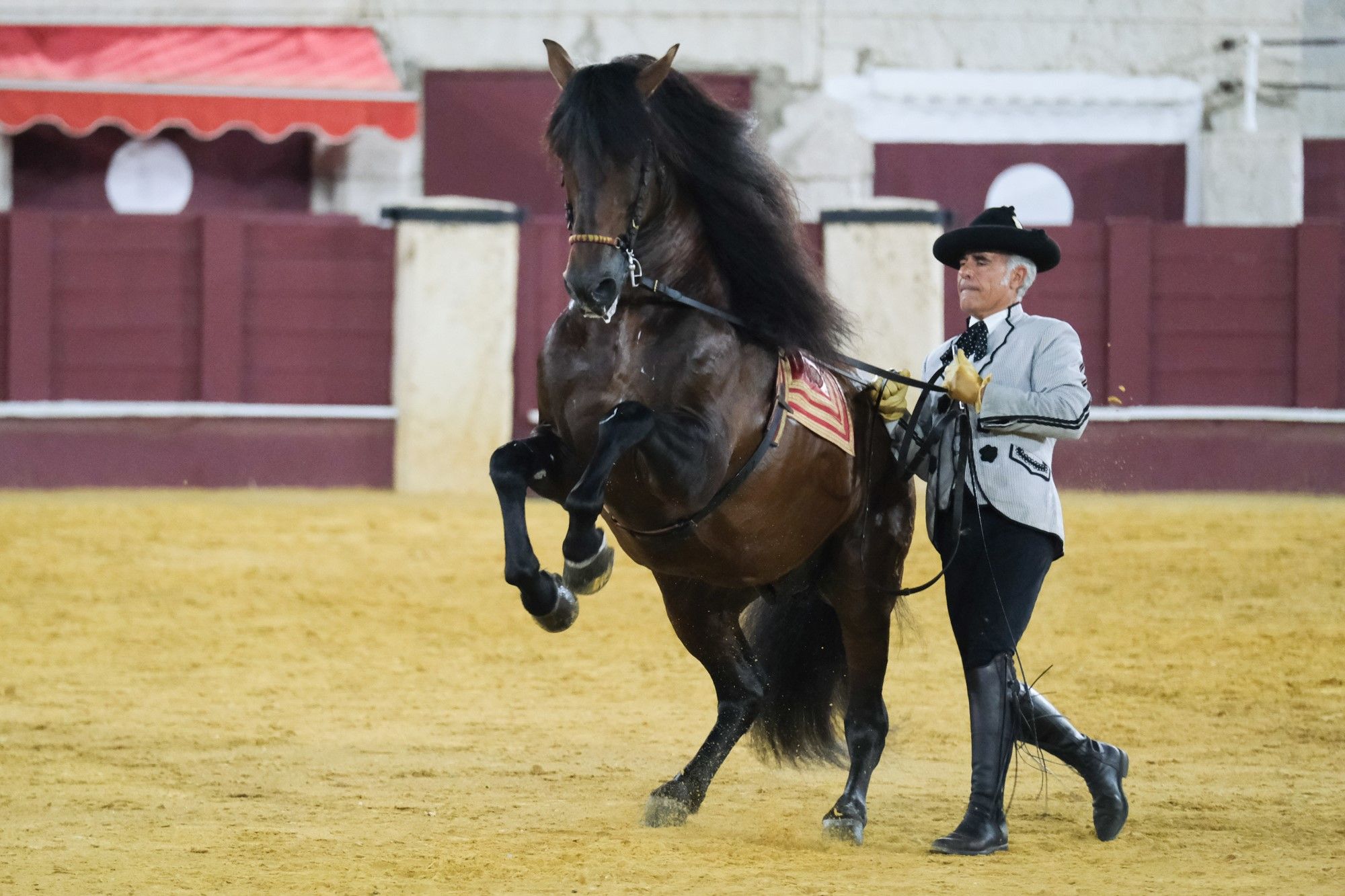 Los caballos andaluces bailan sobre el albero de La Malagueta