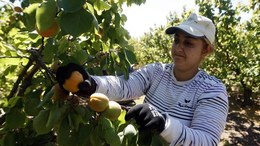 El aumento del SMI dará la puntilla al campo extremeño, según APAG