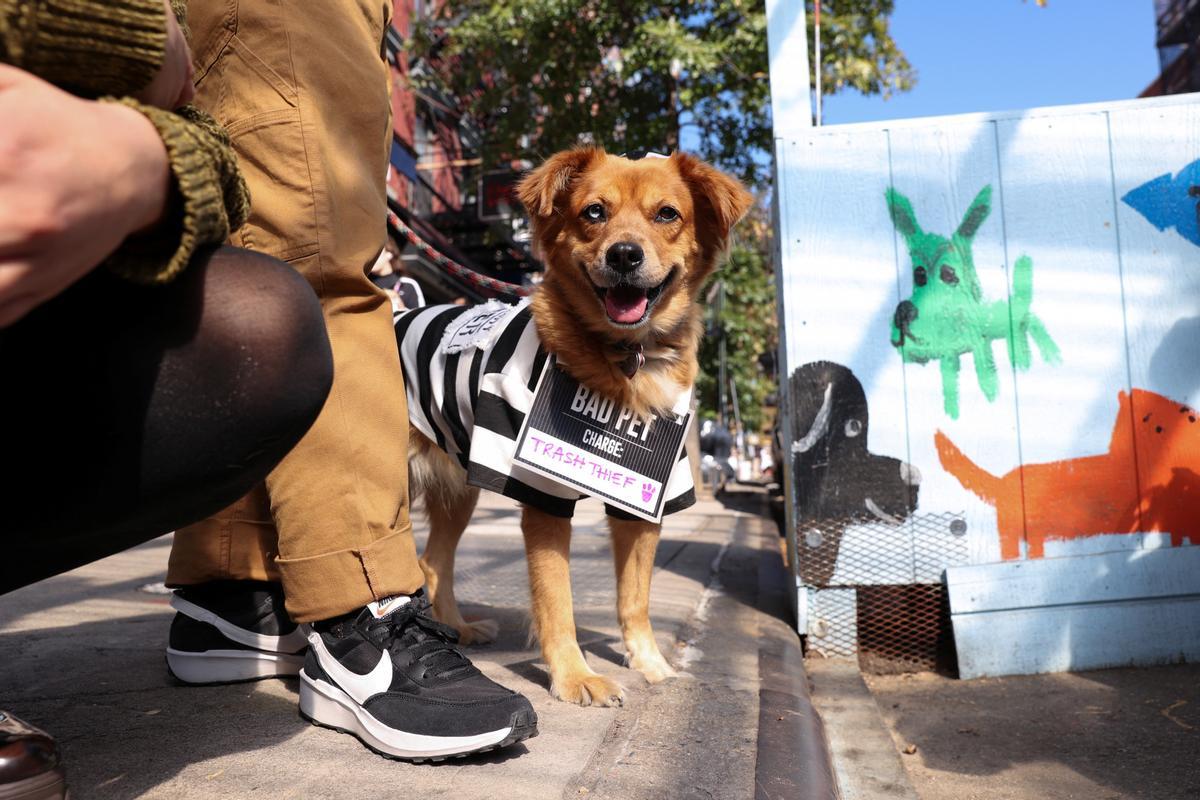 Desfile de disfraces de Halloween para perros en Nueva York