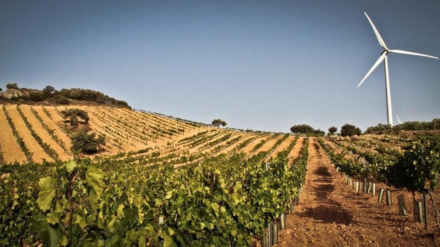 Málaga espera una producción de 2,8 millones de kilos de uva moscatel
