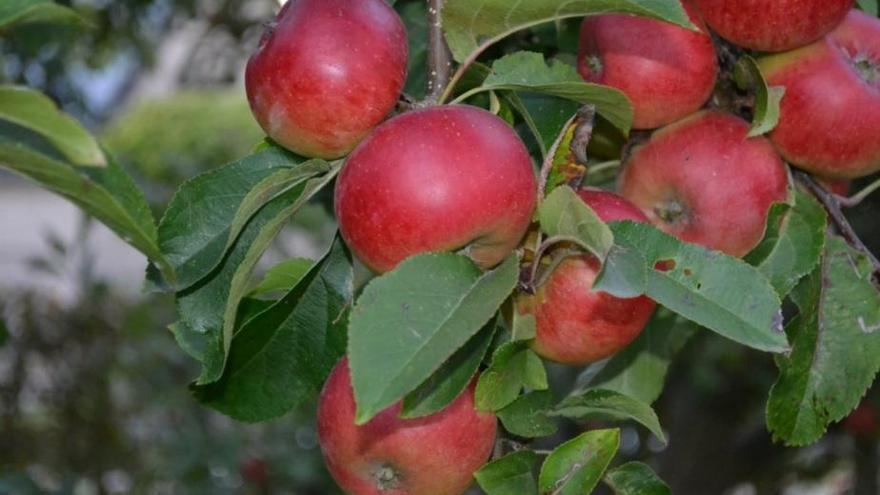 La piel de la manzana