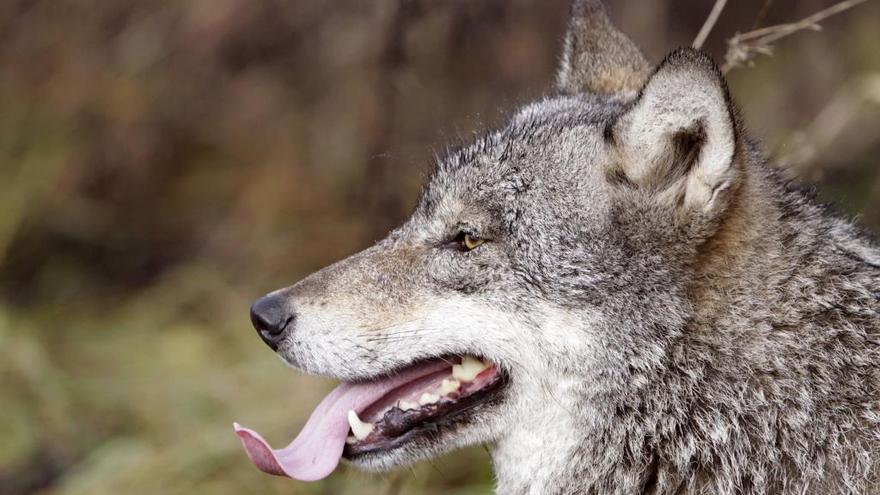 Histórico triunfo ecologista: el juez anula el Plan del Lobo leonés; el de Asturias, en el aire