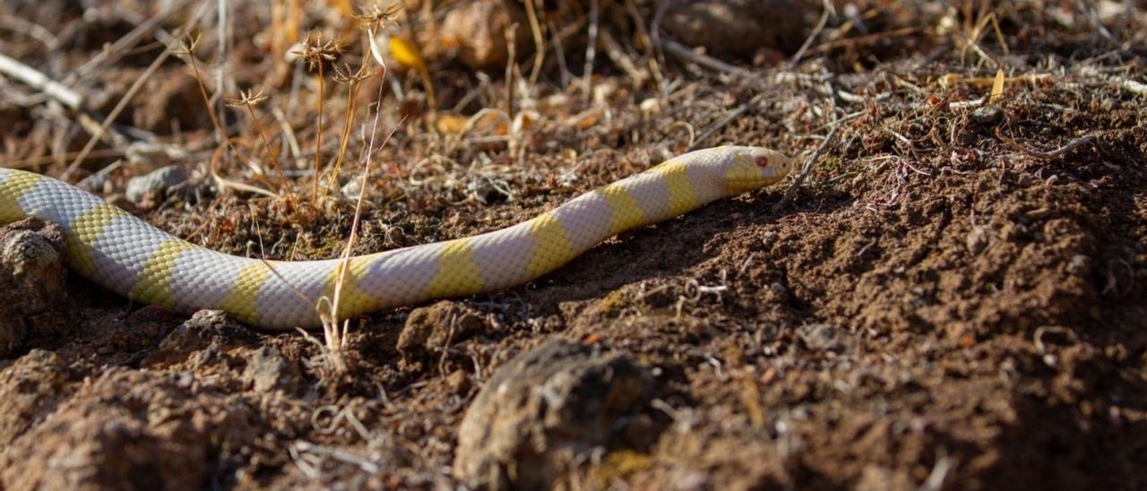 Una culebra californiana (Lampropeltis califoorniae) capturada en Gran Canaria.