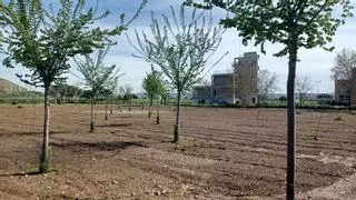 Madrid incorpora información genética de su flora al reservorio nacional de semillas