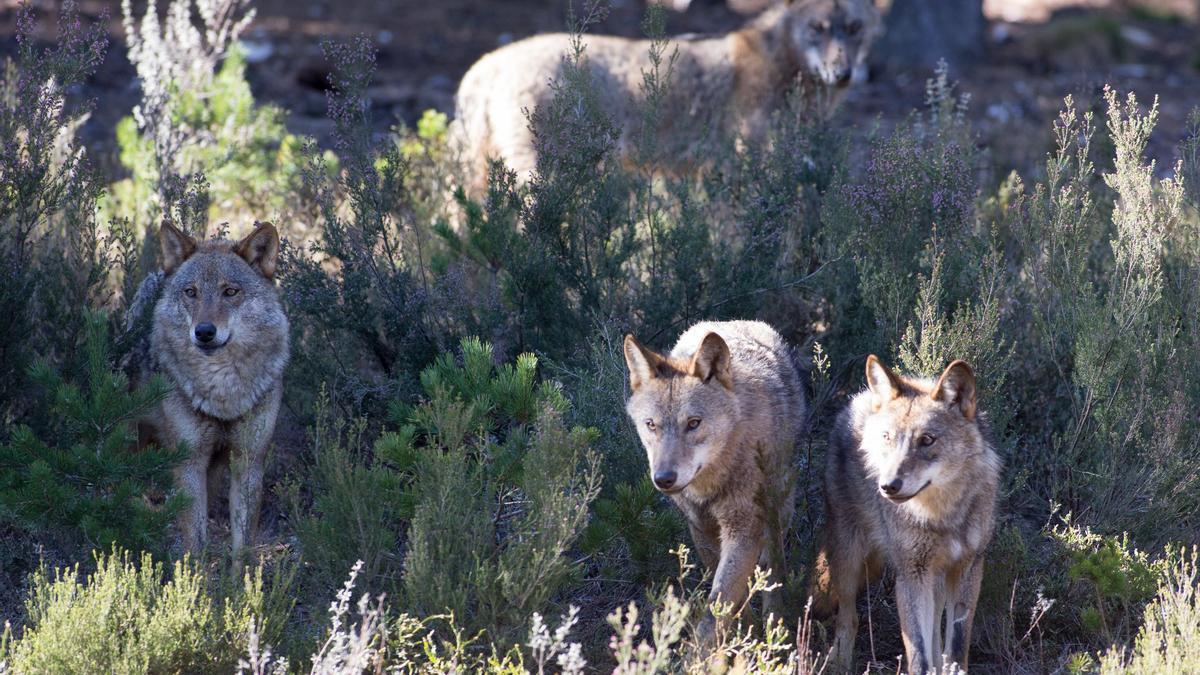 Varios lobos ibéricos del Centro del Lobo Ibérico de Robledo 