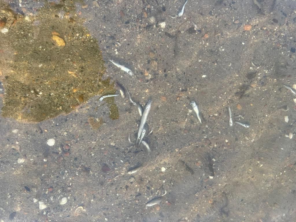 Miles de peces muertos aparecen a orillas del Mar Menor