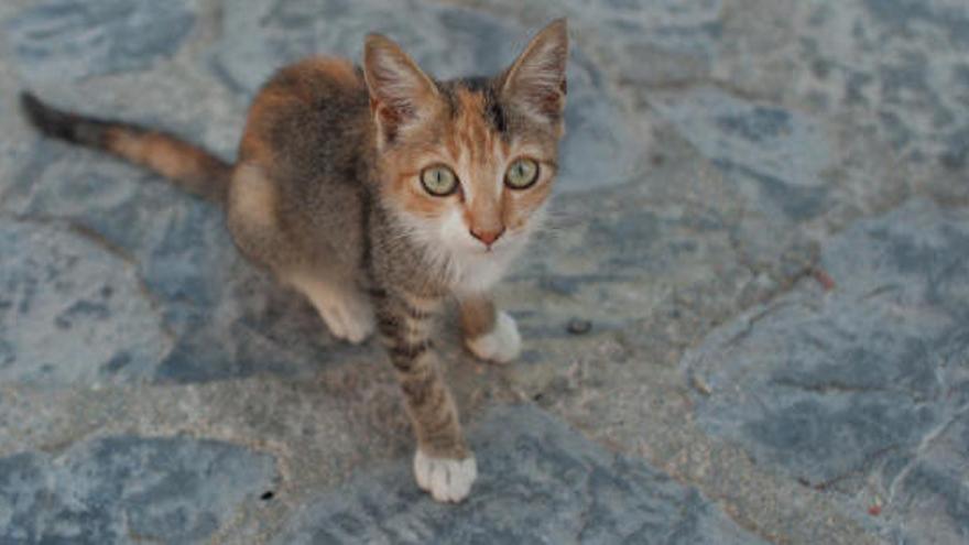 Un gato, ajeno a esta información, en una foto de archivo.