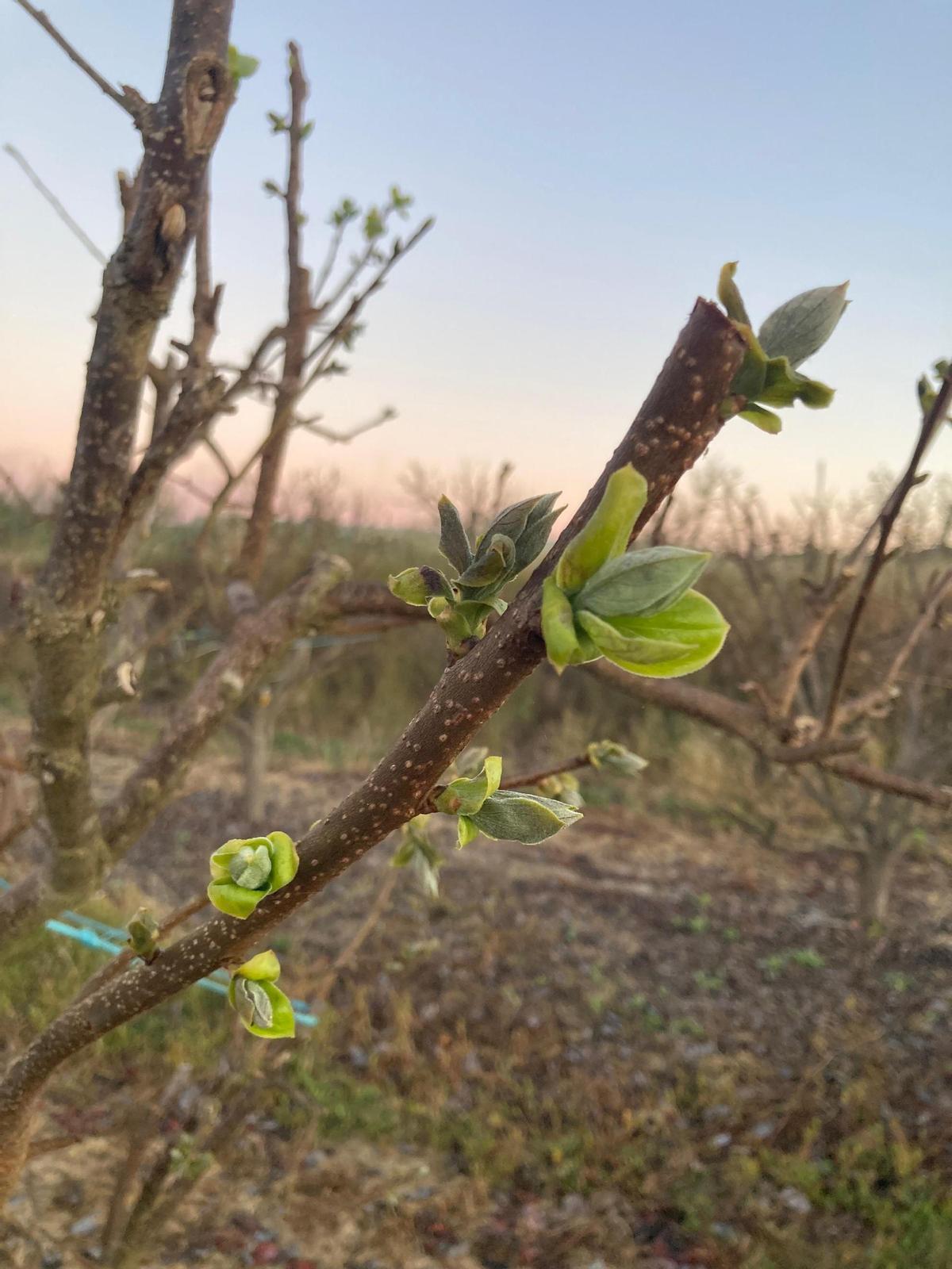 Cultibvos afectados por las heladas.