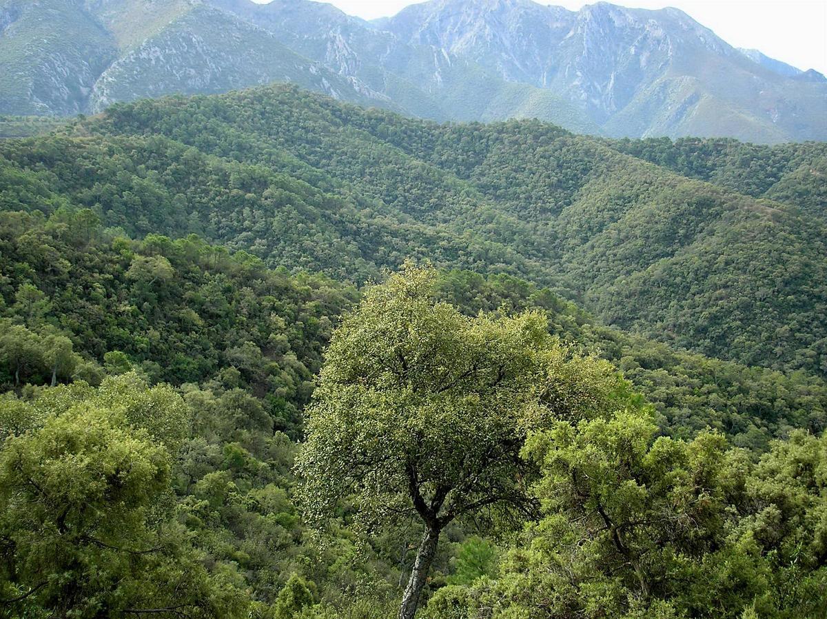 Archivo - Sierra de las Nieves (Málaga)