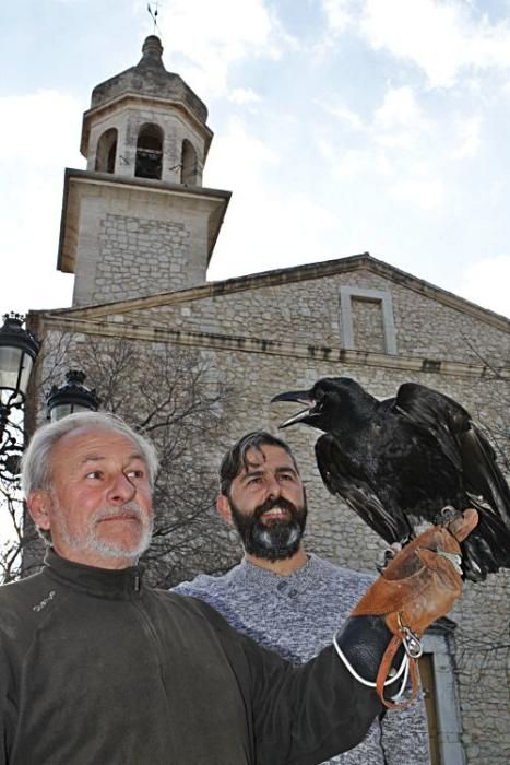 Der Rabe Francinaina während des Trainings für den Sant-Antoni Brauch in Mancor de la Vall mit den Falknern Jaime Álvarez Dols und Manuel Pérez Arenasall