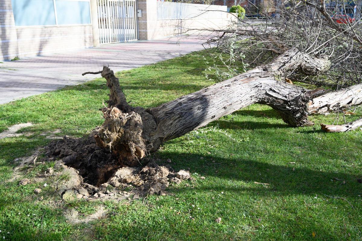 Un árbol derribado por fuertes rachas de viento en Zaragoza.
