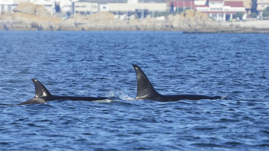 El avistamiento de orcas dentro de la ría moviliza a Salvamento y a la flota