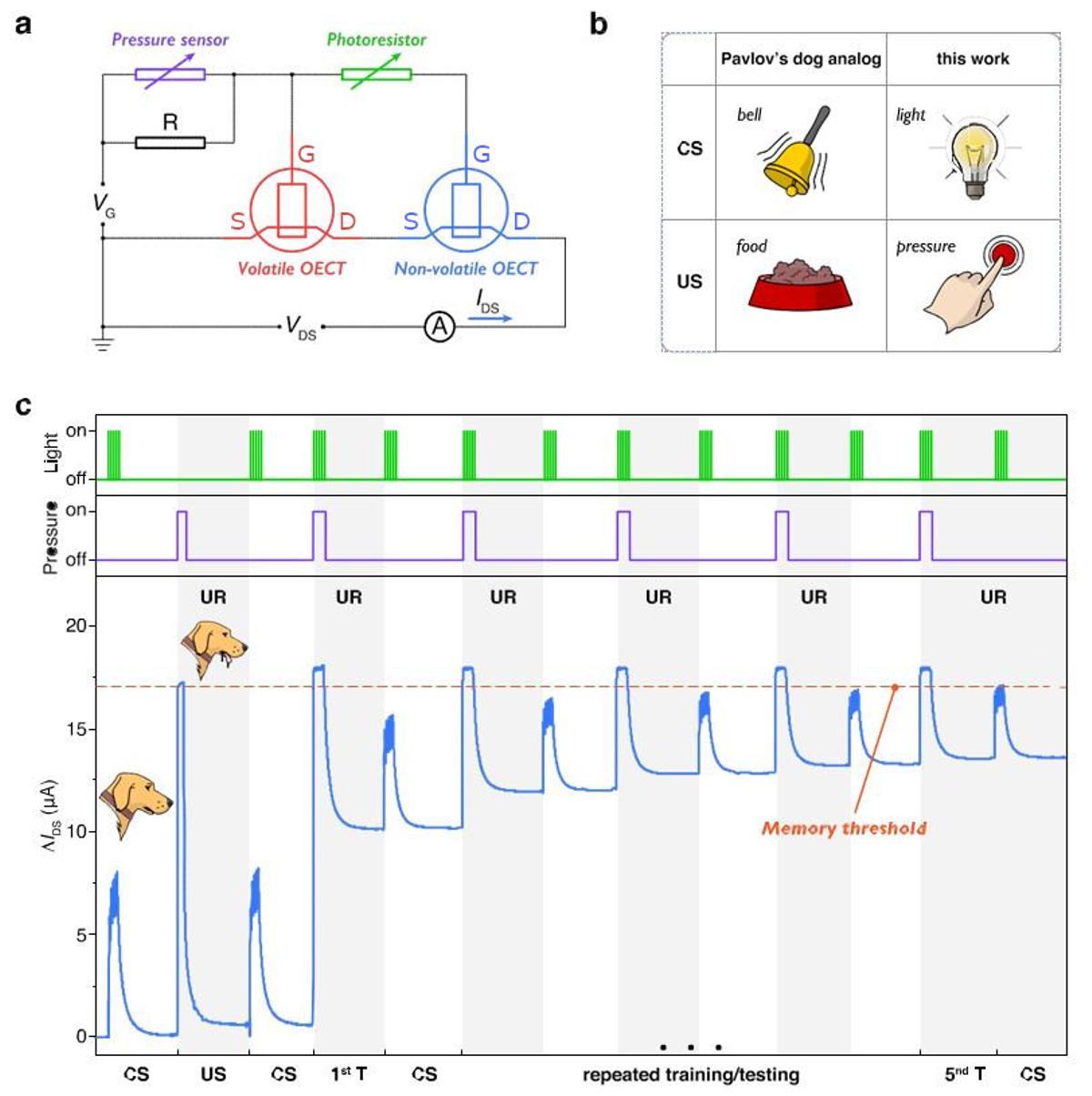 Crean un circuito orgánico capaz de aprender como lo hace el cerebro