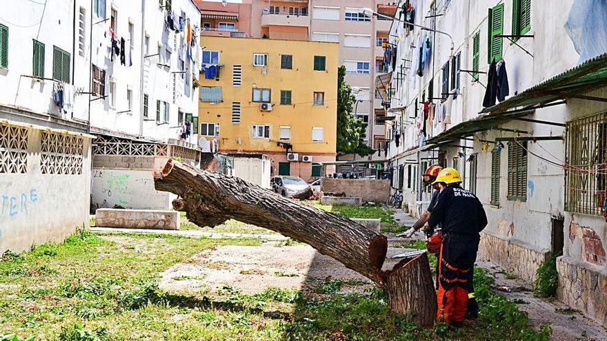 Uno de los 20 Ã¡rboles peligrosos talados por los bomberos .