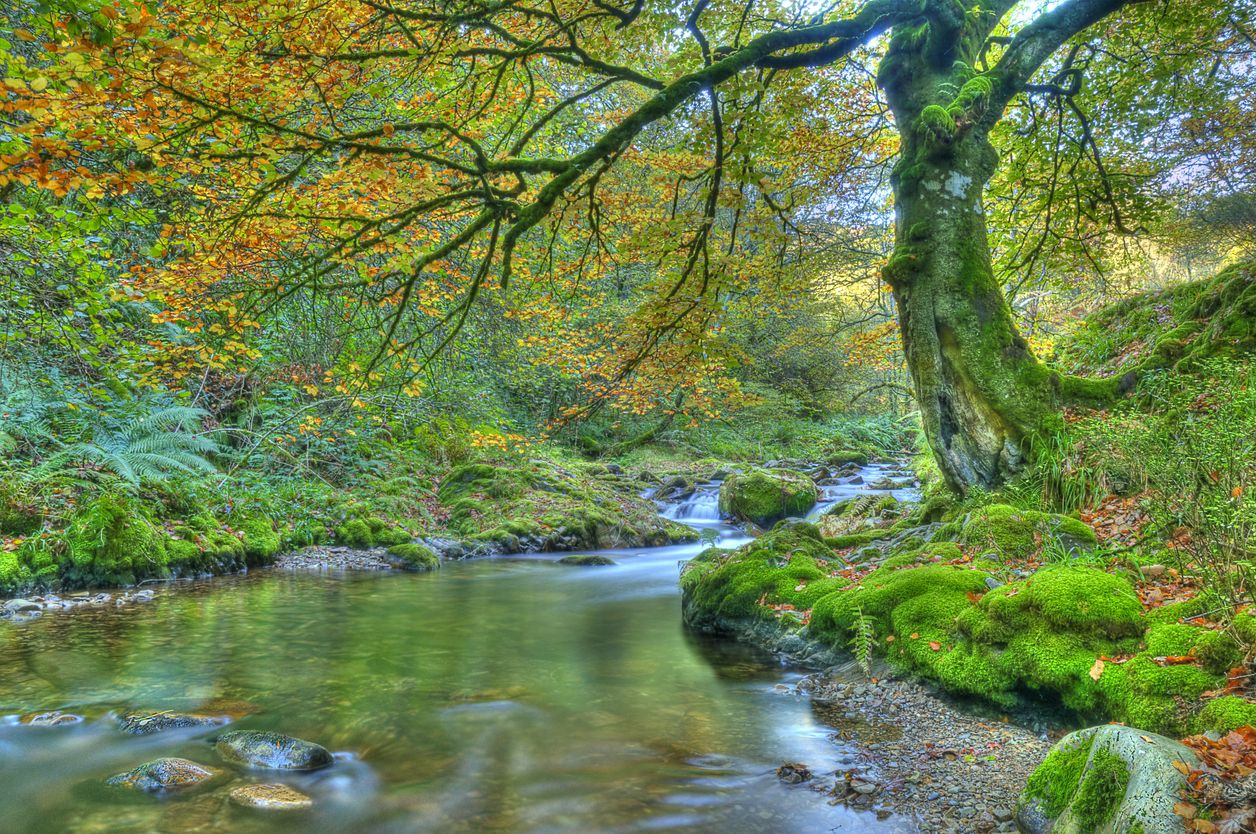 El bosque de Muniellos es el mayor robedal de España, y fue declarado Reserva de la Biosfera por la Unesco en el año 2000