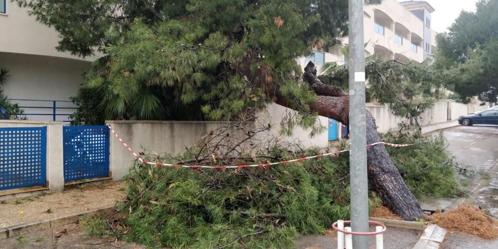 Caída de árboles debido al temporal de lluvia y viento en Torrevieja.