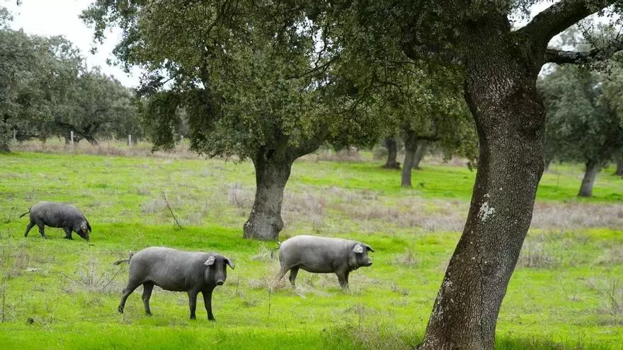 Un nuevo estudio de la UCO desentraña la biodiversidad microbiana en el suelo de la dehesa