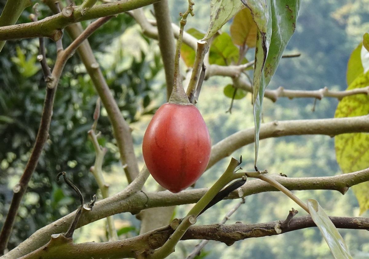 El tamarillo, como el tomate, se puede comer de infinitas maneras