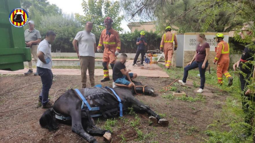 Los bomberos rescatan a un caballo que había caído a una piscina en Bétera