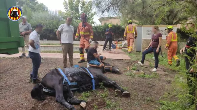 Los bomberos rescatan a un caballo que había caído a una piscina en Bétera