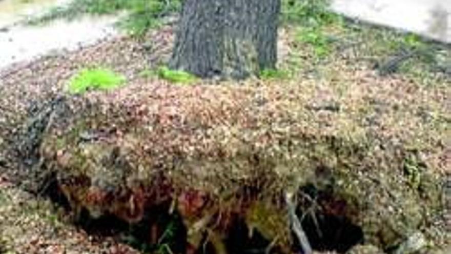 Un árbol provoca quejas en la comisaría de Caya