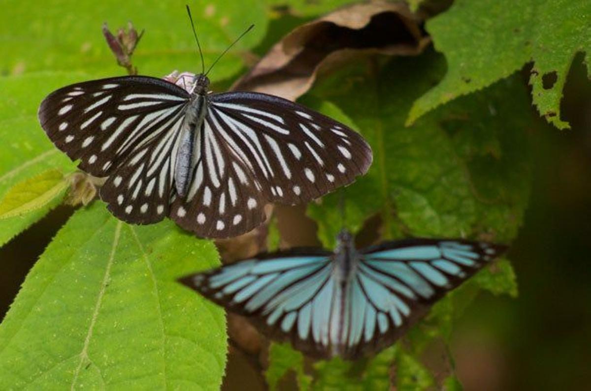 Multitud de mariposas sobrevuelan los alrededores de Prei Kuk