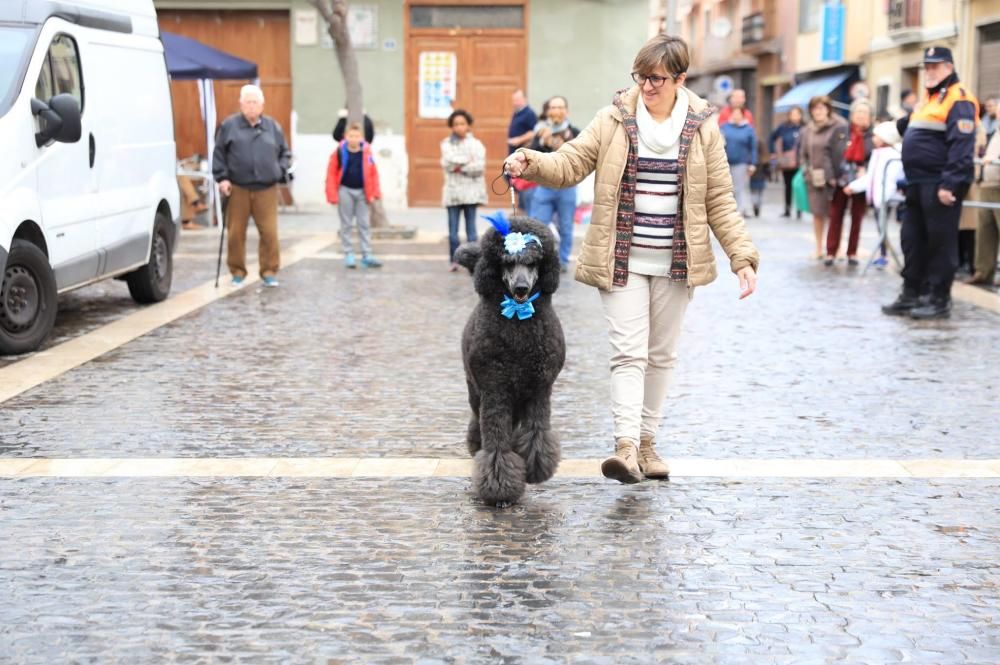 Bendición de animales en Paterna.