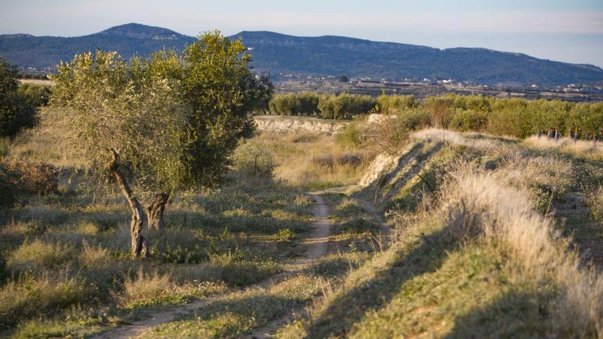 La Avamet, el vino y el arroz al horno