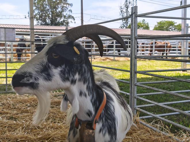Las yeguas y cabras protagonistas de la subasta del Concurso-Exposición de Ganado Equino de Llanera, en imágenes