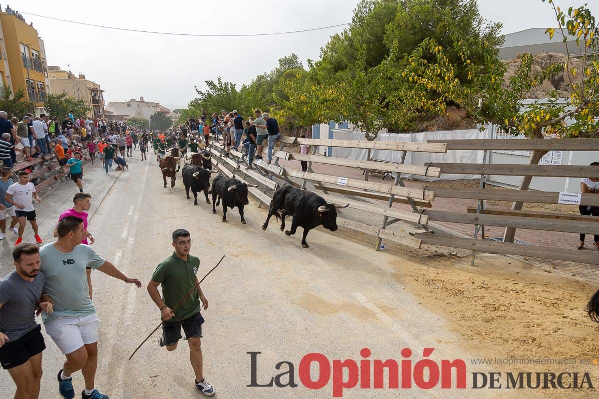 Primer encierro de la Feria Taurina del Arroz en Calasparra