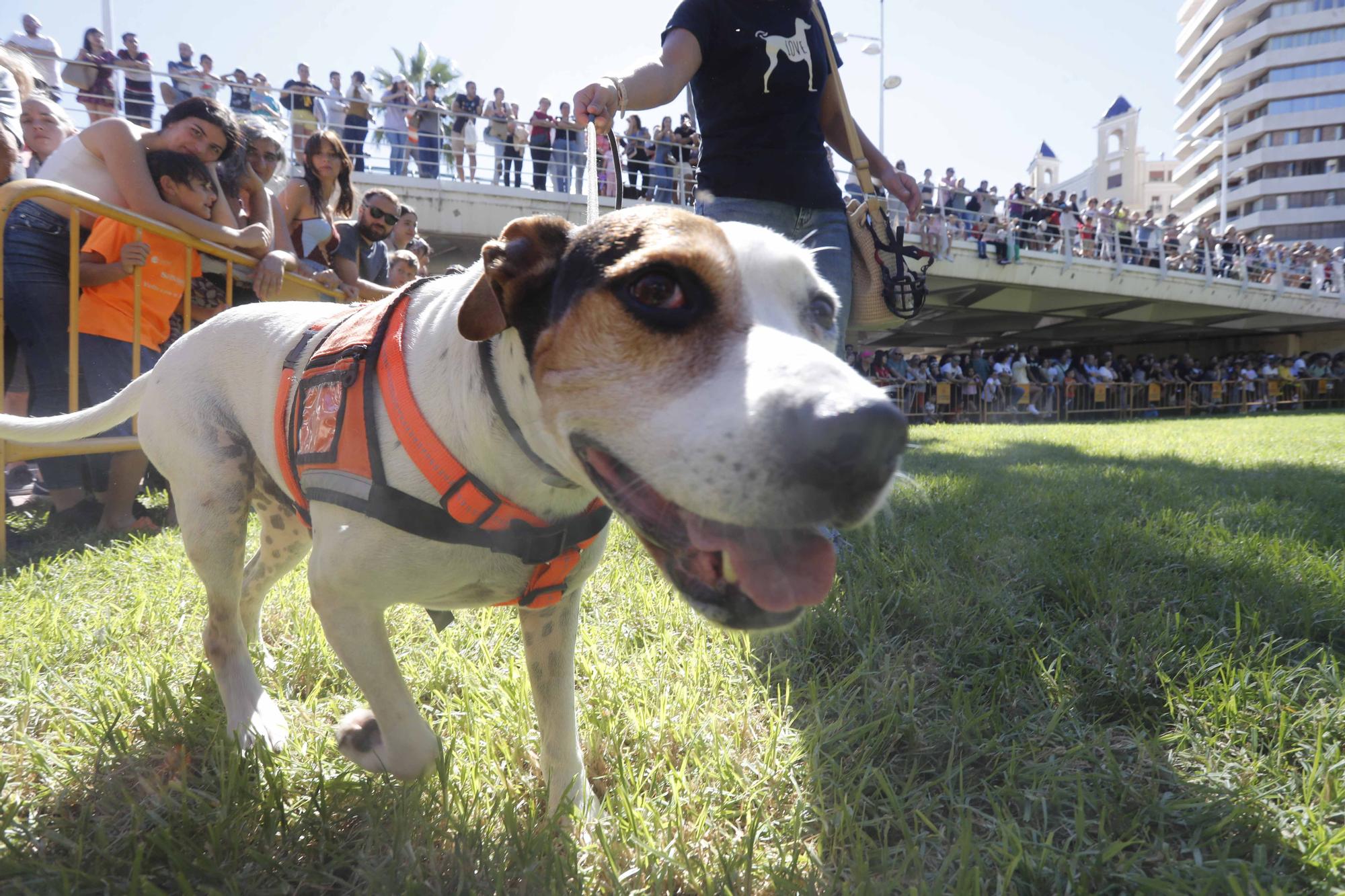 La Feria Animalista de València, en imágenes