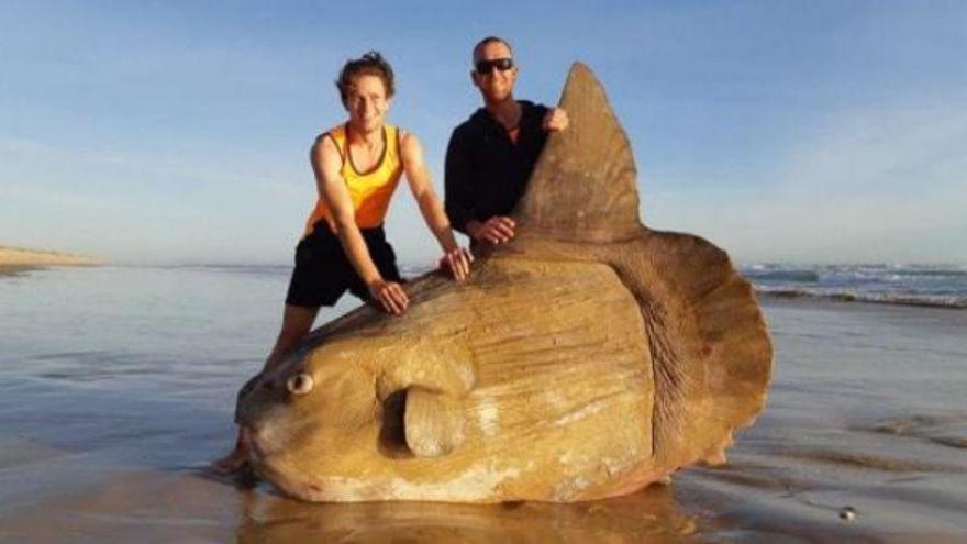 Hallado un pez luna gigante en Australia