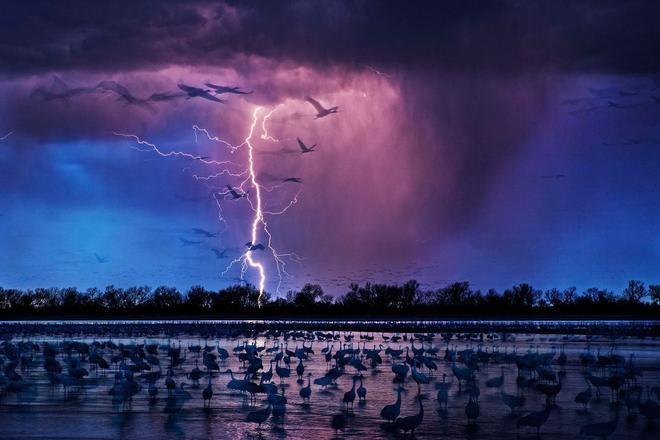 Sand Hills Cranes